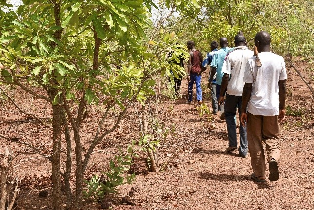 Projet Résilience économique et système agroalimentaire dans la province du Tuy du triangle Ouagadougou-Koudougou-Dédougou-Bobo Dioulasso (OKDB Tuy)